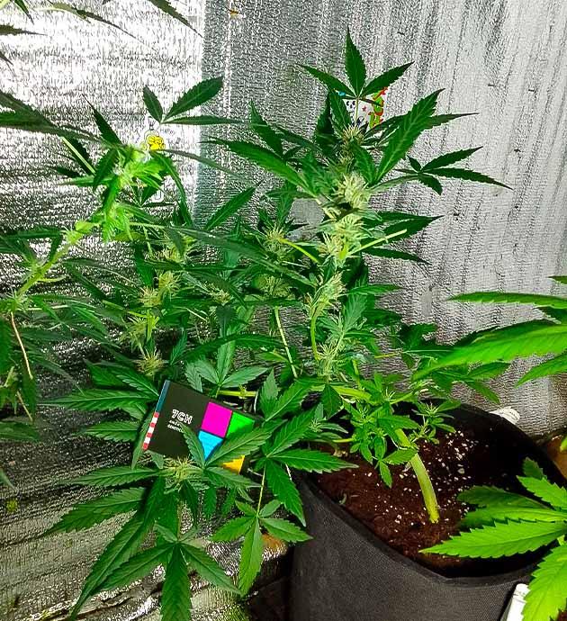 Куст Sexy Cinderella Auto от Семяныча на 9 неделе