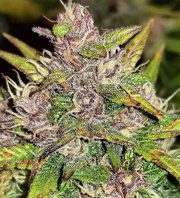 Куст Purple Juice Auto на цветении