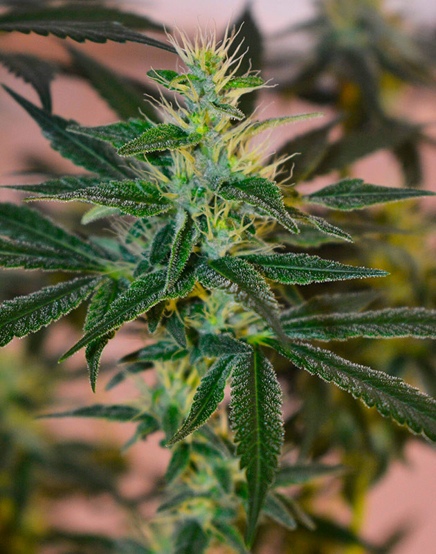 Бутон с белыми стигмами