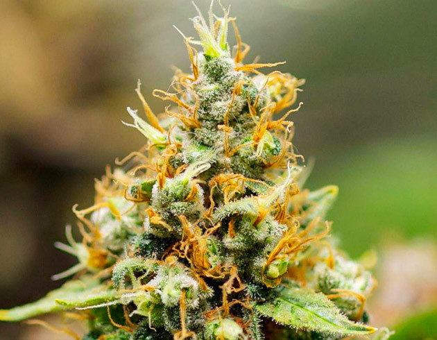 Соцветие Misty Kush Шишка конопли с оранжевыми стигмами