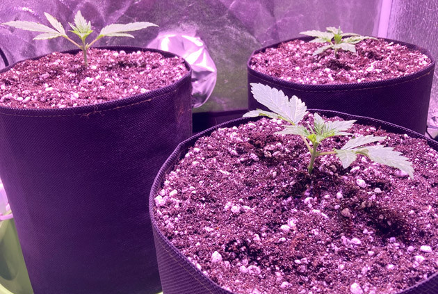 Росток Rock Machine Auto от Doctor's Choice на 1 неделе