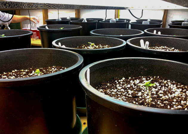 Выращивание конопли Gelato Auto