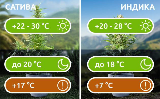 Оптимальные показатели температуры Дневная и ночная температура для разных сортов конопли