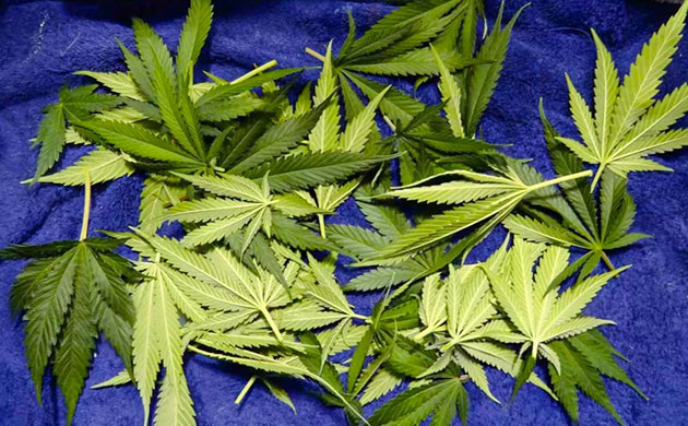 Использование оставшихся листьев Листья после маникюра