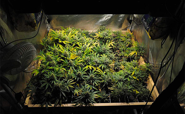 Sapphire OG: заметный слой трихом после новых удобрений