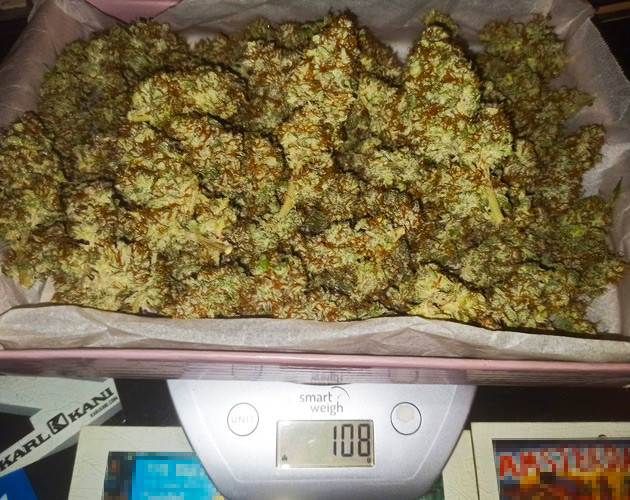 Собранный урожай 108 грамм сухих шишек