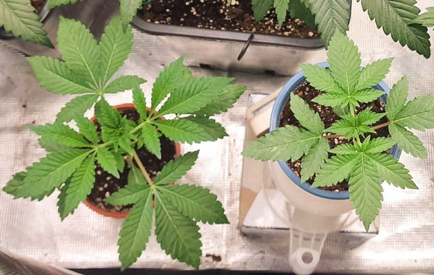 Проблемы с пересадкой Poddy Mouth