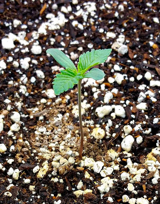 Росток Gorilla Glue #4