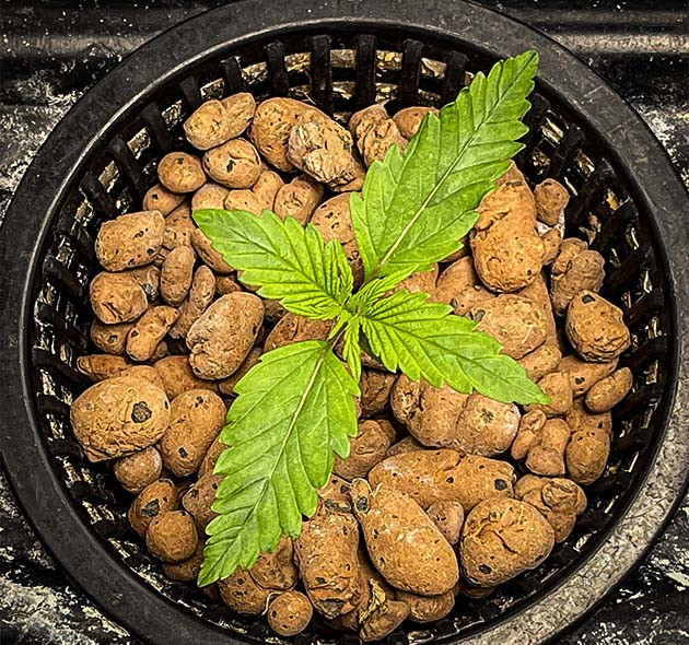 Формирование третьей пары полноценных листьев