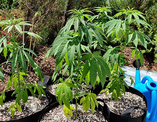 Пересадка кустов Wedding Gelato