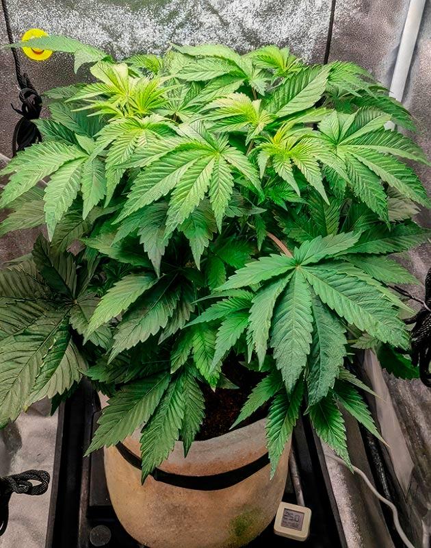 4 неделя выращивания сорта 50 Dragons от UKHTA