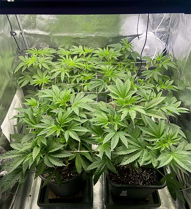 Установка сетки ScrOG Vanilla Frosting
