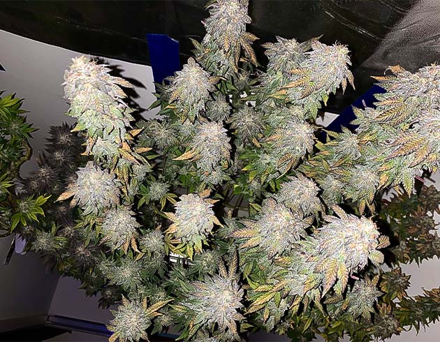 Цветение Notorious THC: белые и янтарные трихомы