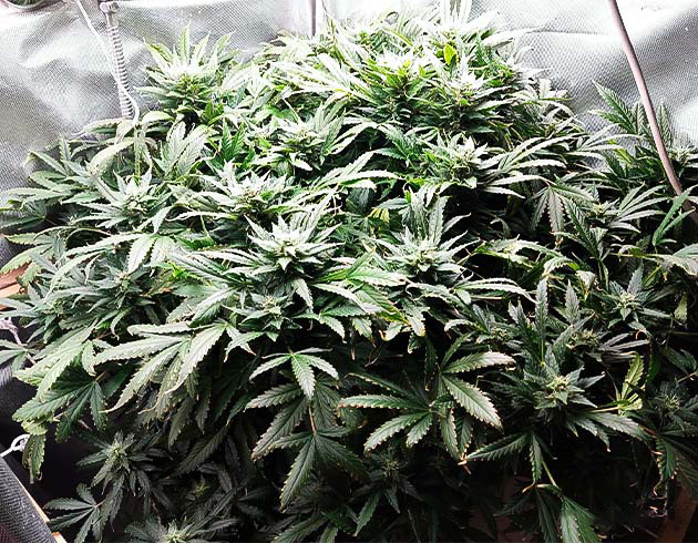 Куст в гроубоксе на 9 неделе выращивания