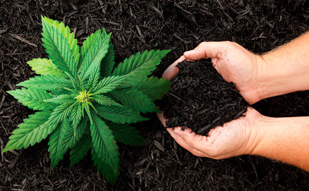Мульчирование почвы для каннабиса Регулировка кислотности почвы мульчей