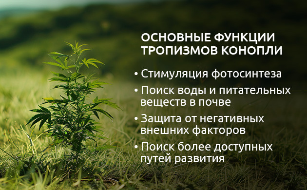 Роль тропизмов в жизни растений Тропизмы: адаптация к среде