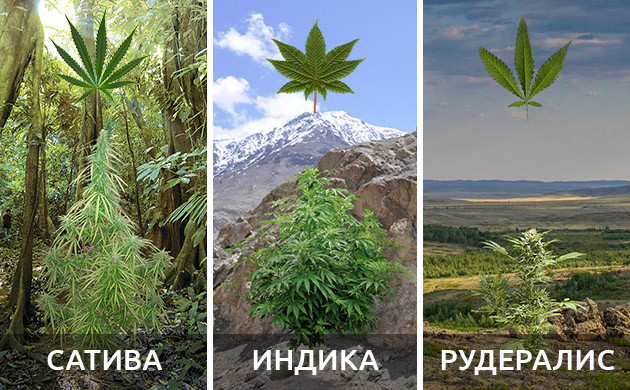 Высота сативы, индики, рудералиса