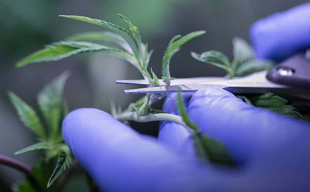 Фим обрезка конопли