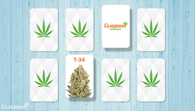 Найди пару и проверь знание сортов конопли Найди пару