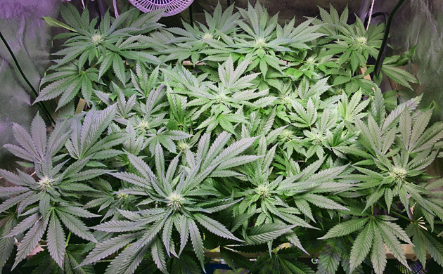 Конопля в гроубоксе
