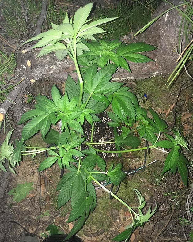 LST и суперкроппинг куста в аутдорной посадке Росток высаженный в лесопосадке