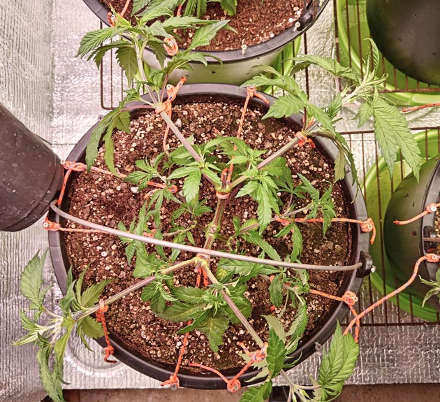 Техника LST конопли