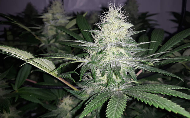 Шишка с белыми волосками