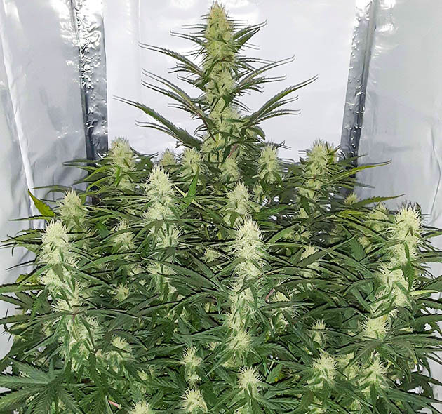 Набор массы шишек