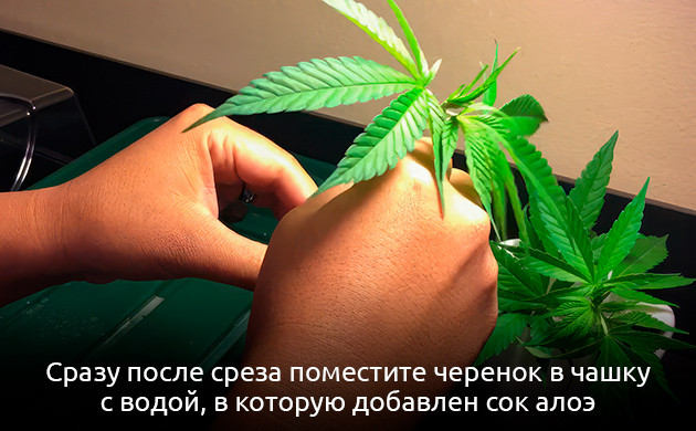 Подготовка черенков к укоренению