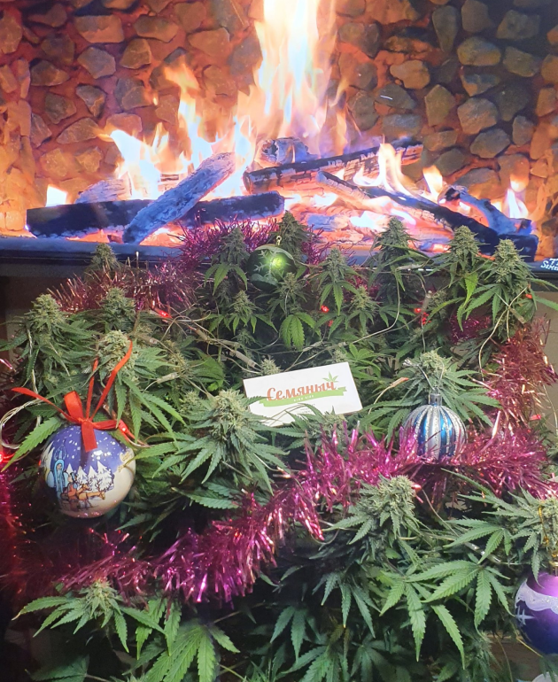 Куст конопли от KV1