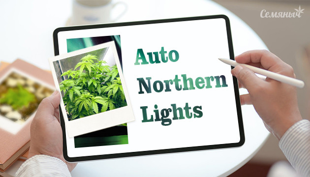 Гроурепорт сорта Auto Northern Light fem от сидбанка Семяныч