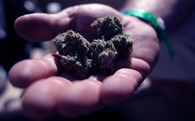 Сушка шишек конопли в темноте Сухие шишки в полутьме