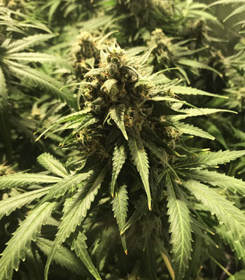 Созревшая кола Jack 47 Auto перед харвестом