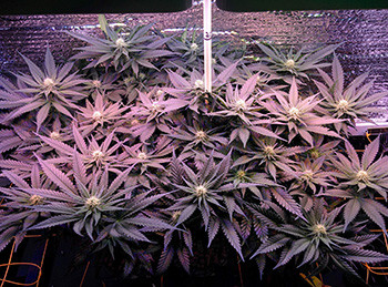 Развитие каннабиса Fruit Punch fem Рост соцветий марихуаны Fruit Punch fem