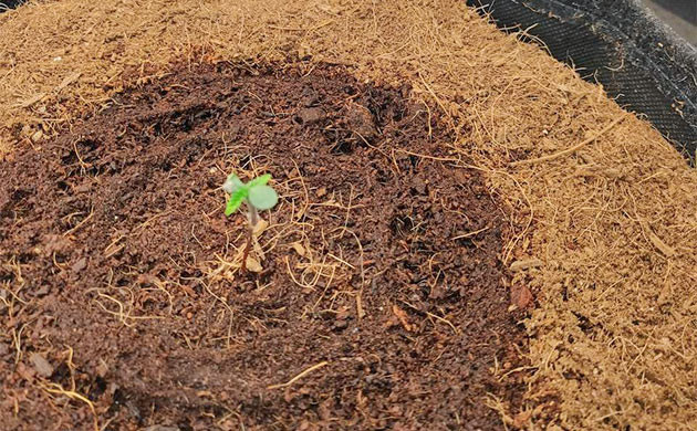 Strawberry Gorilla Auto: начало гроурепорта