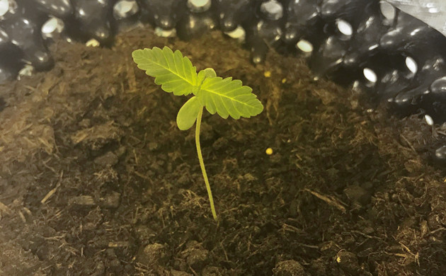 Формирование первой пары листьев Росток Gorilla Zkittlez