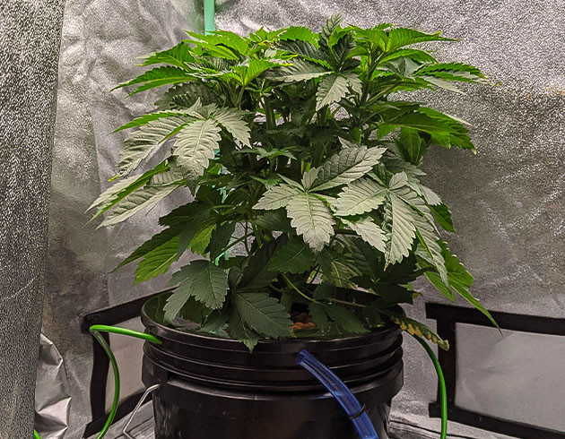 Тренировка куста конопли Blue Gelato 41