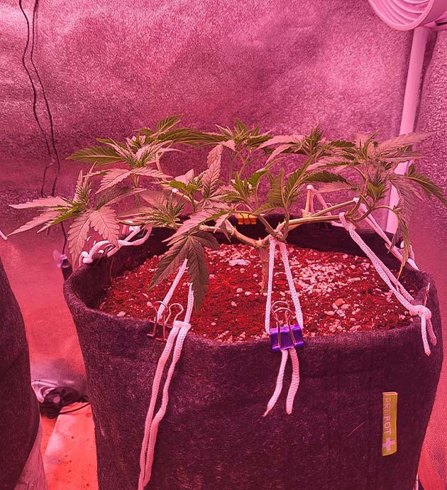 Растянутая конопля с помощью LST