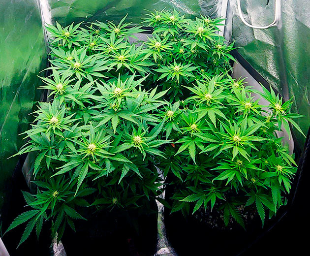 Кусты с формирующимися соцветиями