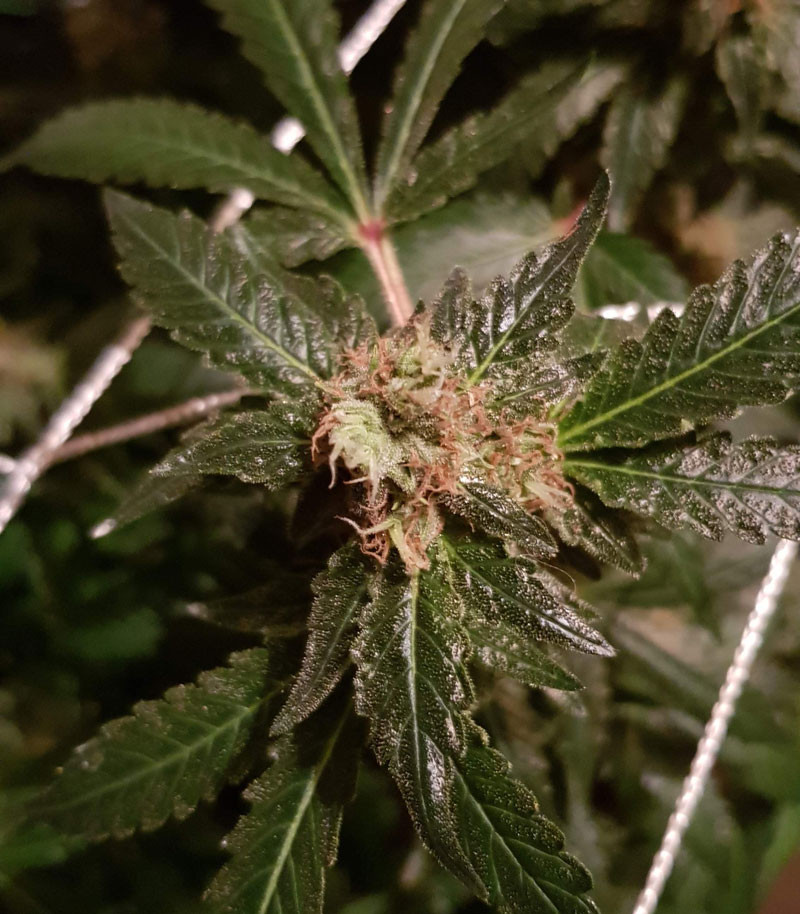 Соцветие LSD на 8 неделе