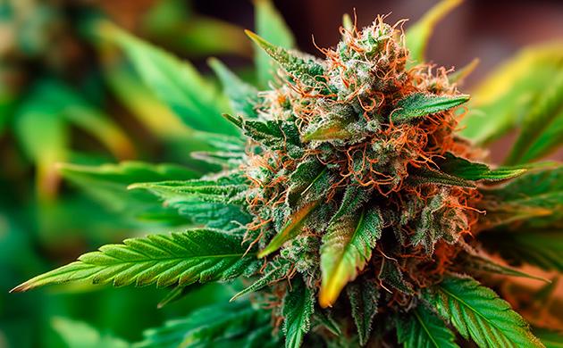 Брассиностероиды – фитогормон влияющий на процессы, связанные с репродуктивной фазой каннабиса Брассиностероиды – гормоны роста и цветения