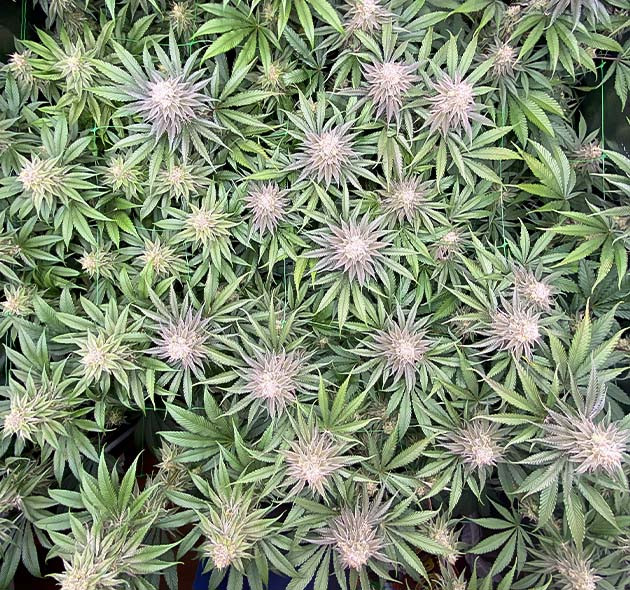 Завершение цветения сорта King's Juice