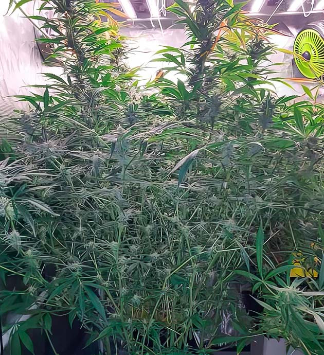 Финальные недели цветения Amnesia Zkittlez Auto