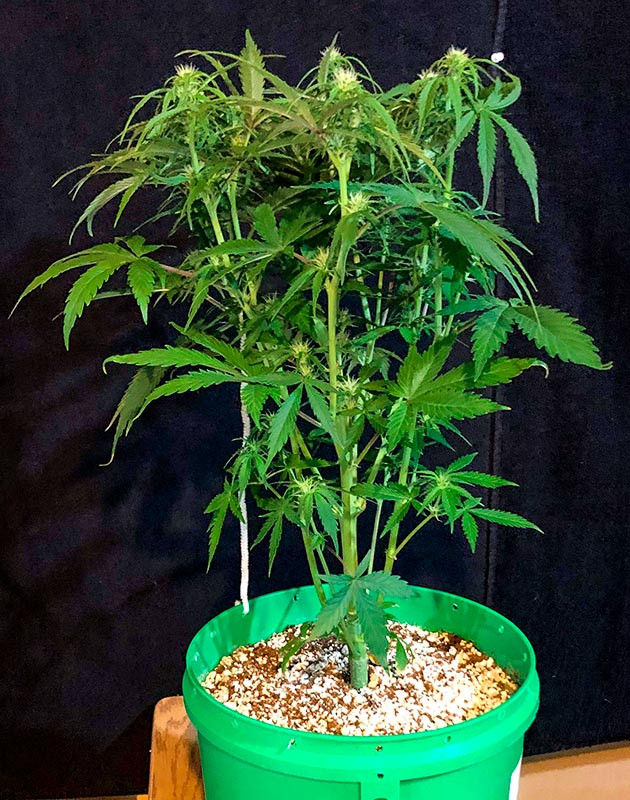 Куст ростом 60 см