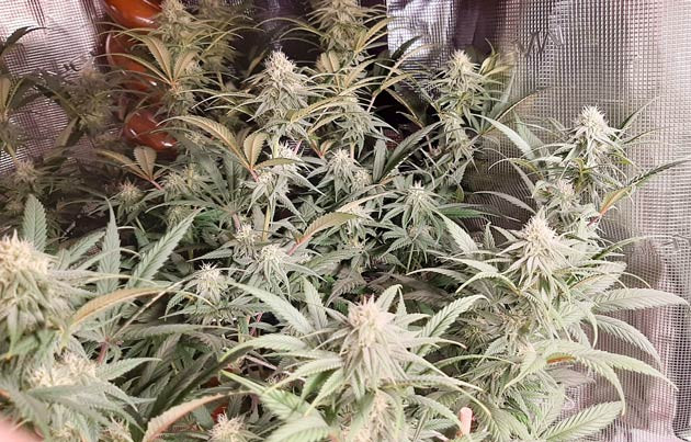 Fullgas от GHS в цветении