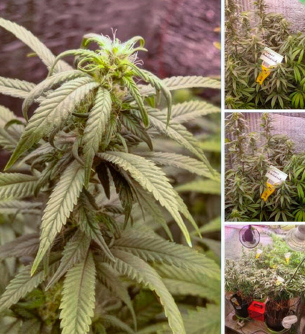 Конопля в период активного роста