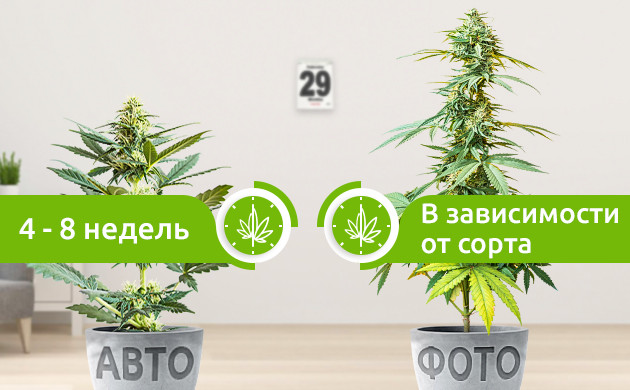 Время созревания автоцветущей и фотопериодной конопли Периоды созревания автиков и фотиков