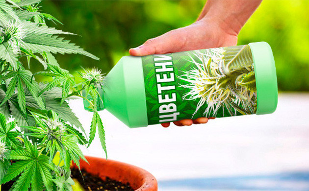 Что делать если конопля не зацветает