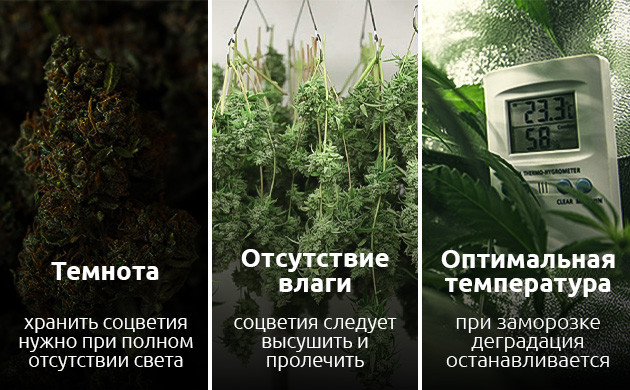 Хранение марихуаны в морозилке