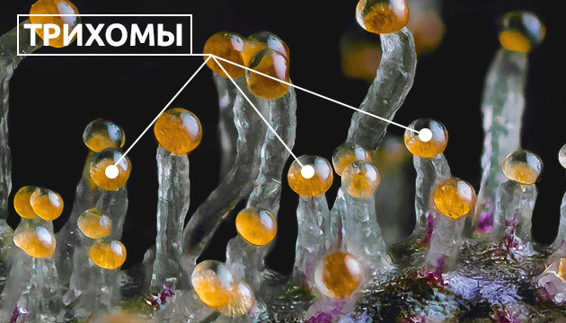Цвет трихом Янтарные трихомы